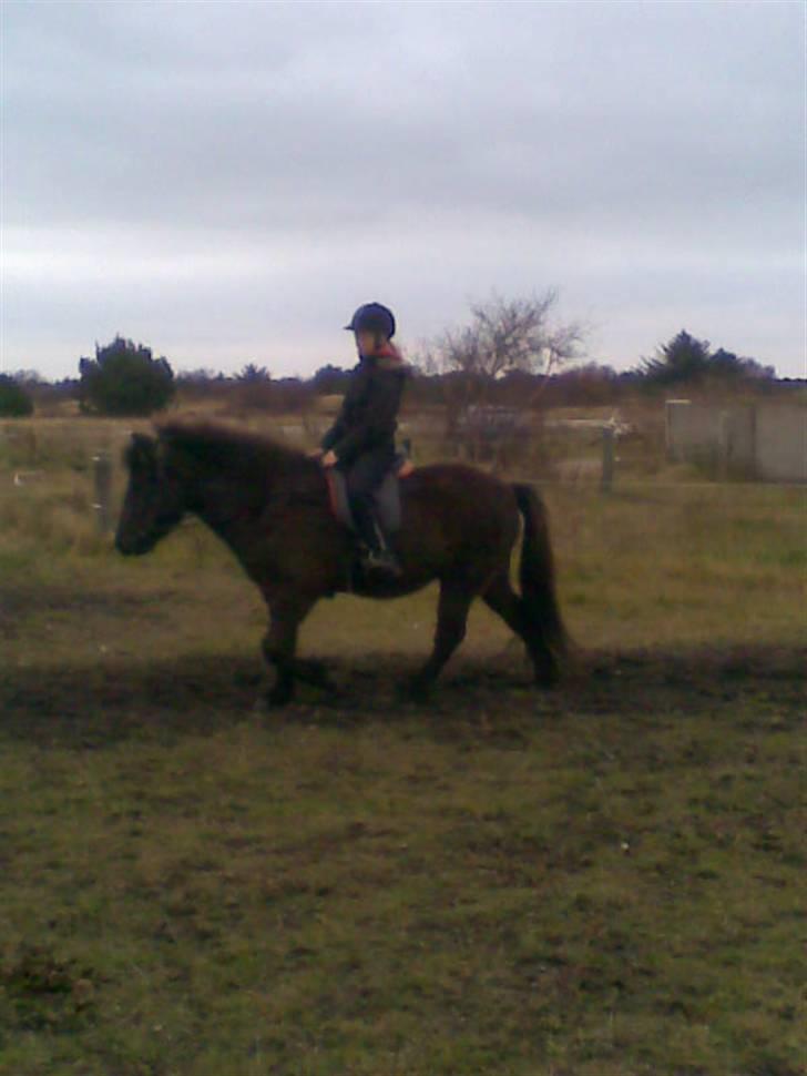 Islænder Dimma F Holmgård SOLGT! billede 18