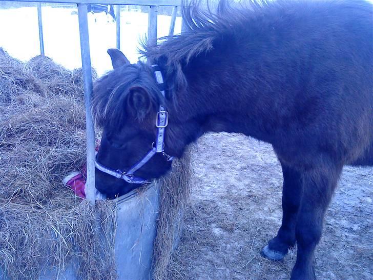 Islænder Dimma F Holmgård SOLGT! - NYT! billede 19
