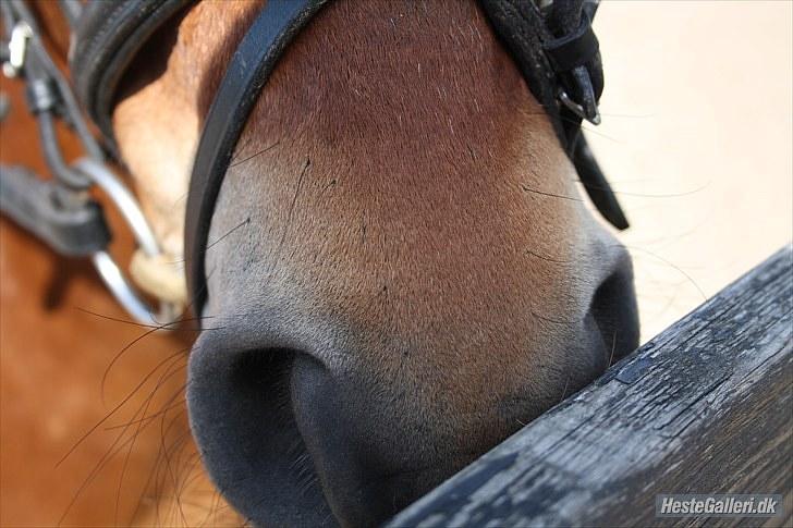 Anden særlig race Laban |*Mit ét og alt<3*| - Fordi du er min<3 foto Lisa mange tak<3 (: billede 17