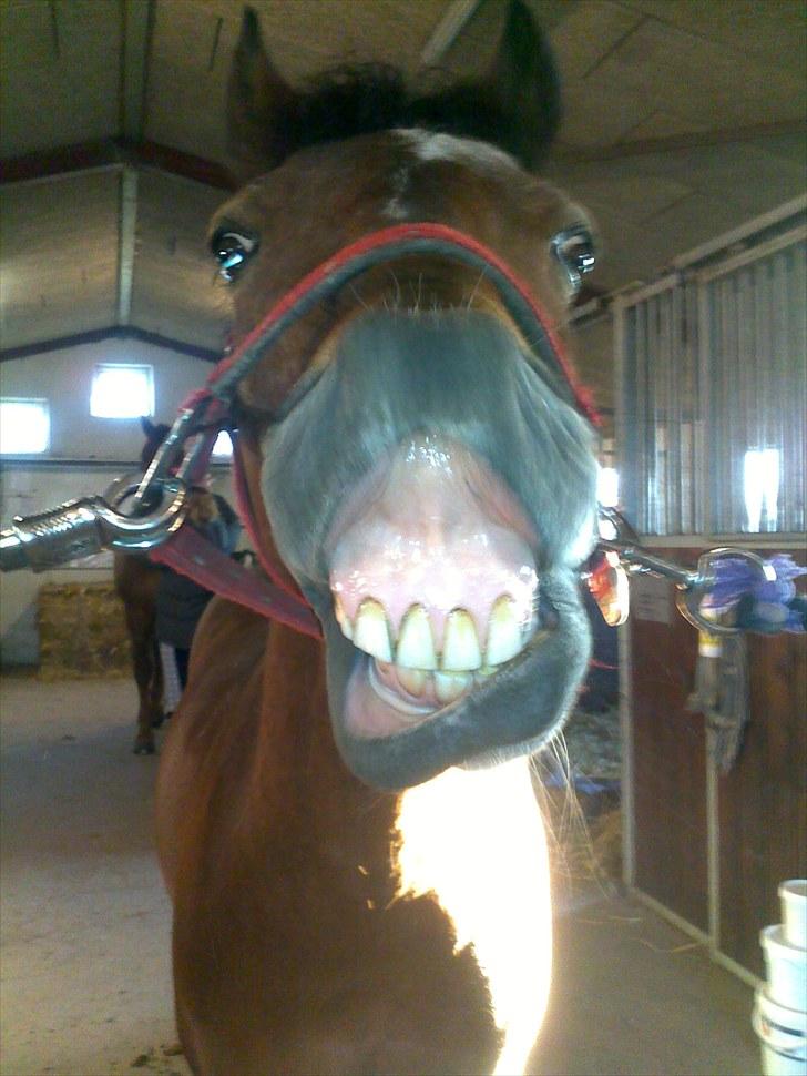 Anden særlig race Laban |*Mit ét og alt<3*| - Hahah Laban smiler. <3 ILU pony. Foto meee :D billede 15