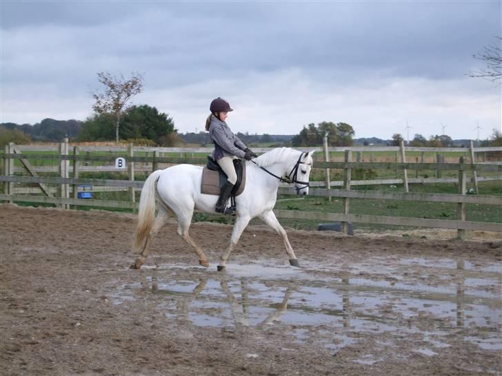 Welsh Pony af Cob-type (sec C) Lyngvejens Favorit - Første gang jeg rider på Futte, efter jeg har fået af vide at han var min! <3  billede 1