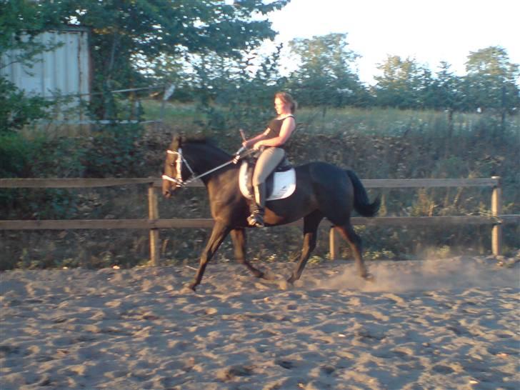Dansk Varmblod Chelsea - På Stald Egely og træne...  billede 1