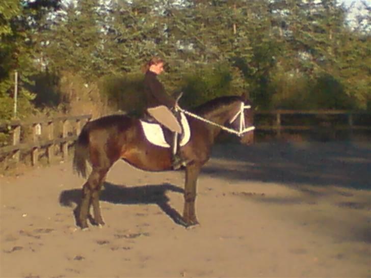 Dansk Varmblod Chelsea - Så fin en parade :-) billede 2