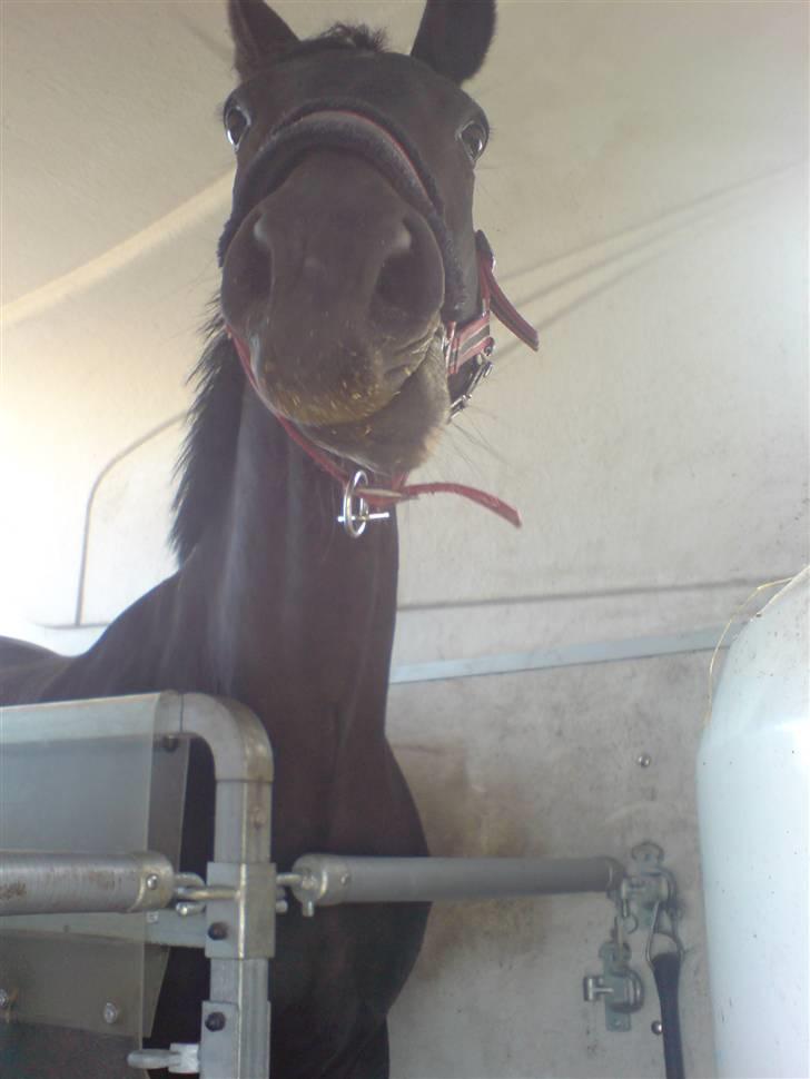 Dansk Varmblod Chelsea - I traileren på vej til Hedeland billede 3