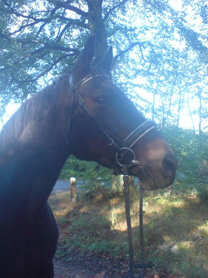 Dansk Varmblod Chelsea - En tur i skoven og et billede sku vi da ha med hjem :-) billede 4