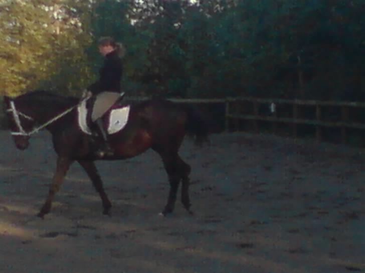 Dansk Varmblod Chelsea - En flot piruette...  billede 5