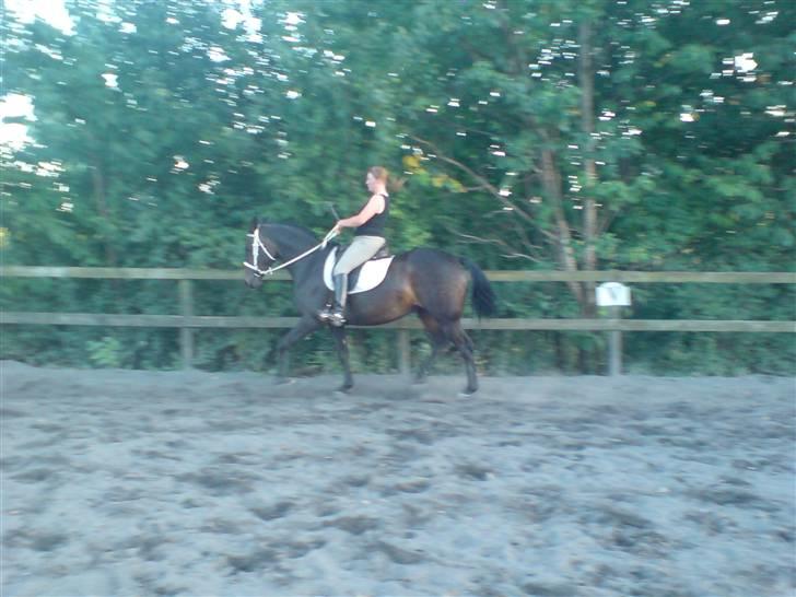 Dansk Varmblod Chelsea - Træning på Stald Egely billede 6