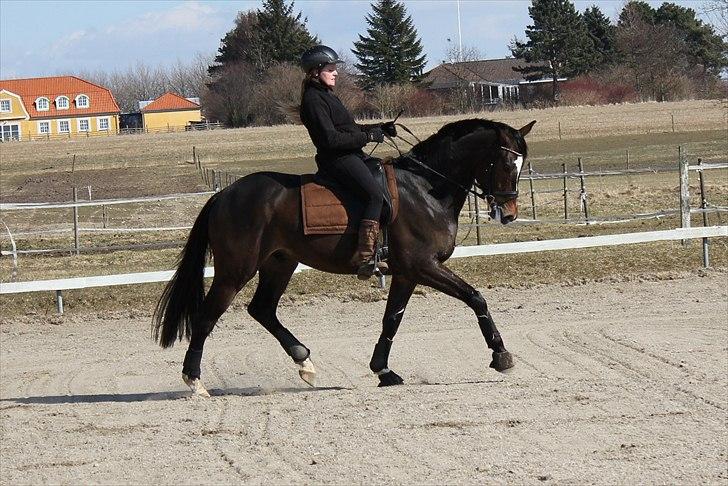 Dansk Varmblod Miti billede 9