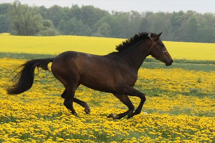 Dansk Varmblod Miti - maj 2010 billede 10