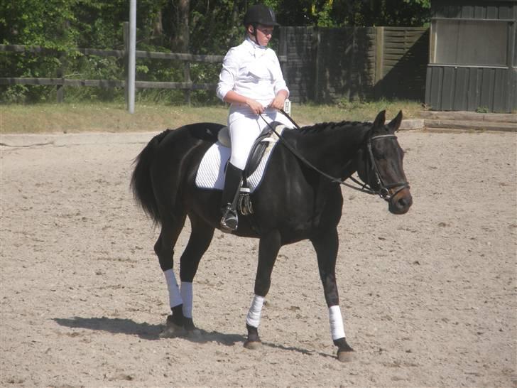 Dansk Varmblod Chelsea billede 8