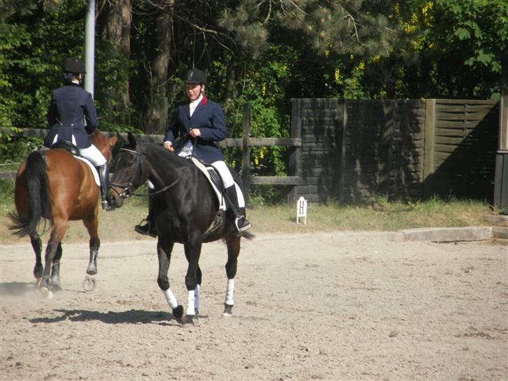 Dansk Varmblod Chelsea billede 9