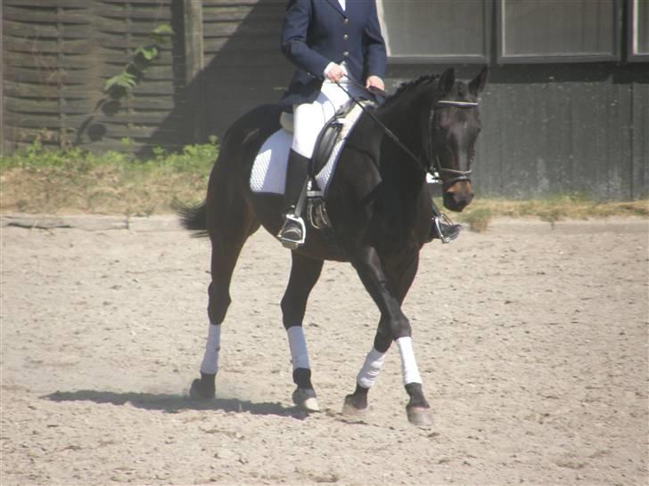 Dansk Varmblod Chelsea billede 10