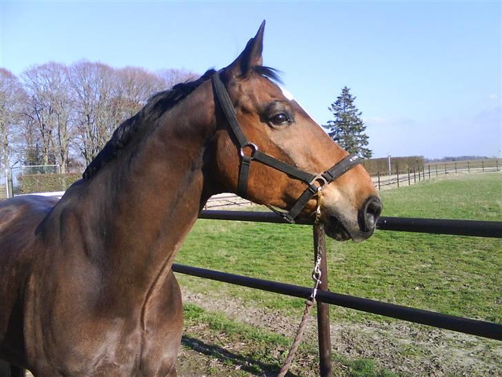 Dansk Varmblod Amadeus billede 1