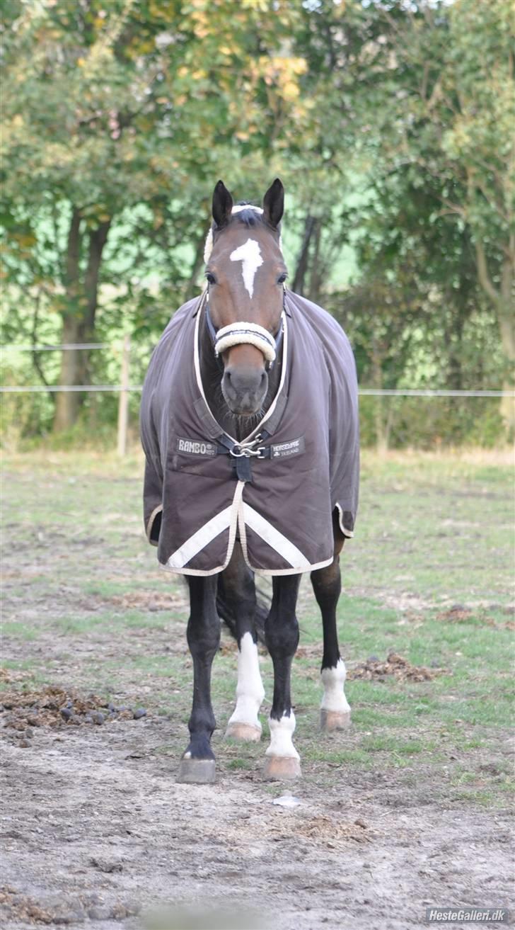 Dansk Varmblod Amadeus billede 2