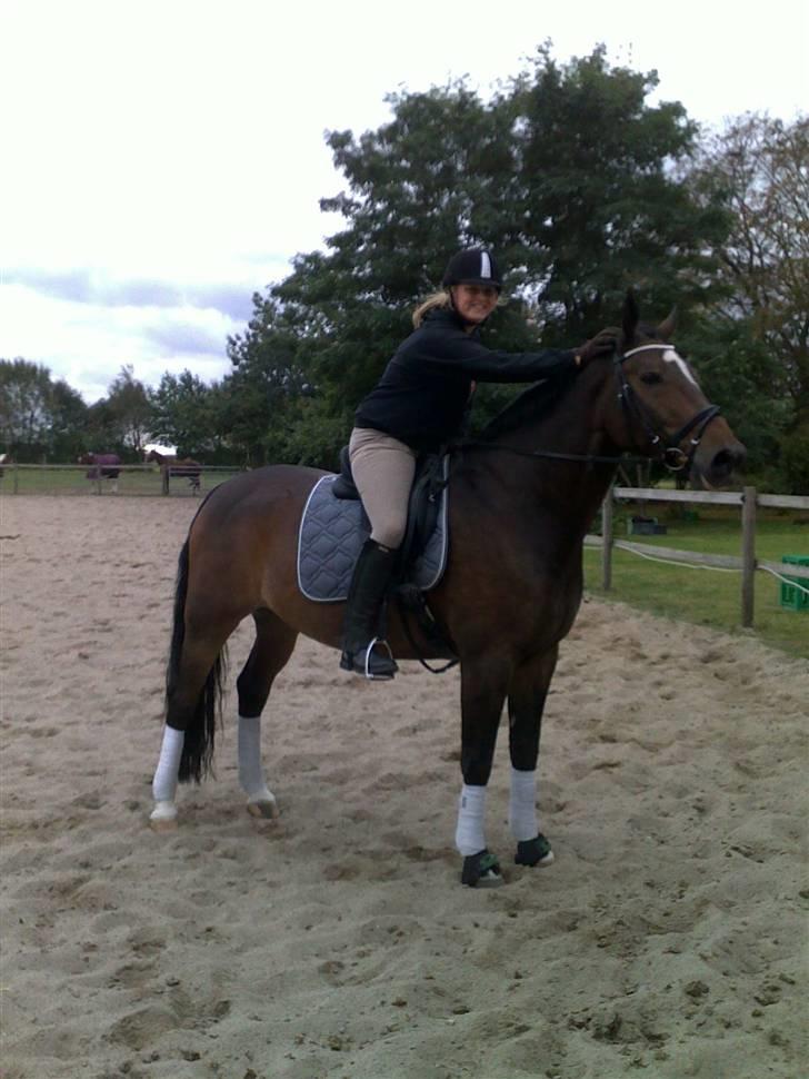 Dansk Varmblod Amadeus billede 3