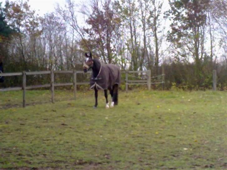 Dansk Varmblod Amadeus billede 4