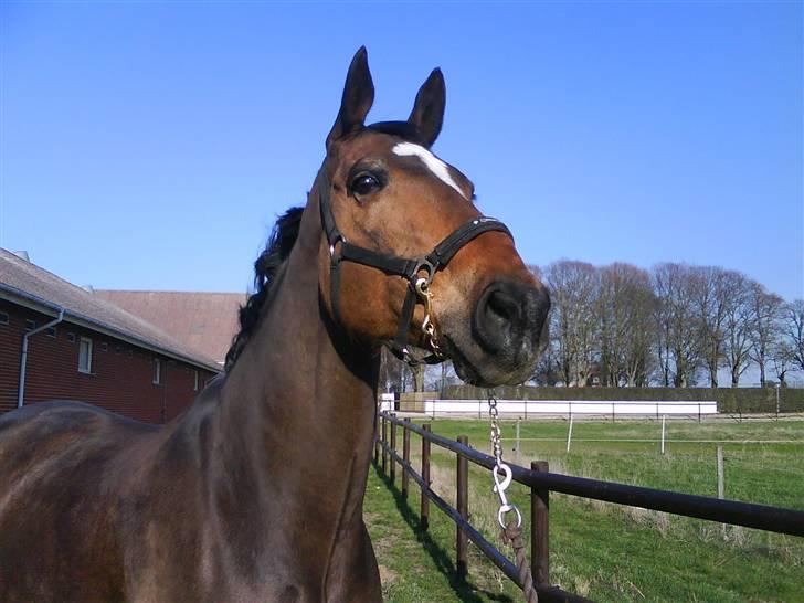 Dansk Varmblod Amadeus billede 5