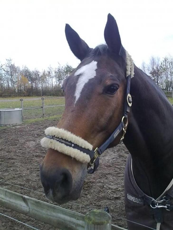 Dansk Varmblod Amadeus billede 6