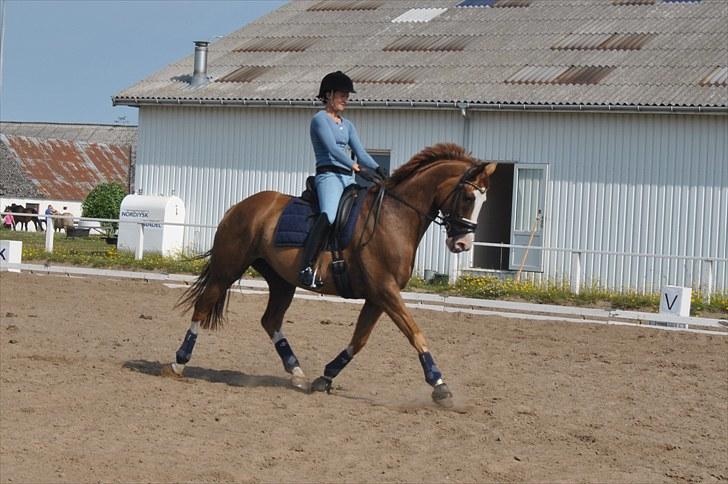 Dansk Varmblod *Lady Flight* GAGA billede 4