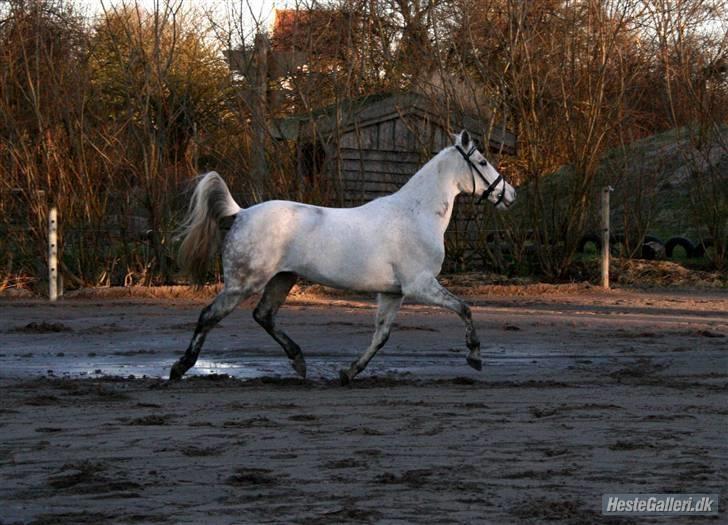Anden særlig race Mon Cherie (solgt) - se min araber pony Fotograf CJJ billede 4