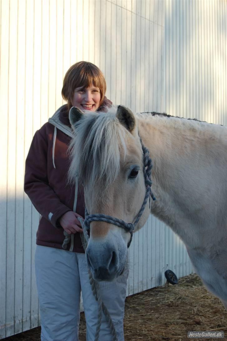 Fjordhest Hamilton *Afleveret* - Os<3 billede 9