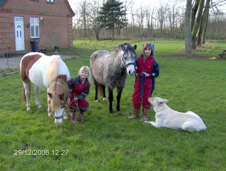 Welsh Mountain (sec A) Møllegyden´s herkules - 2007. Herkules og Cirkeline(solgt, hed Angel da vi købte hende), er de nogen der kender hende ??? billede 8