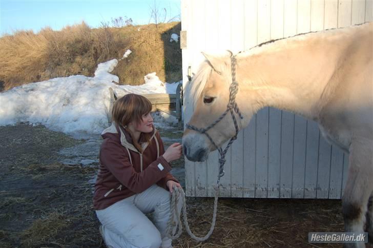 Fjordhest Hamilton *Afleveret* - Kærlighed <3 billede 11