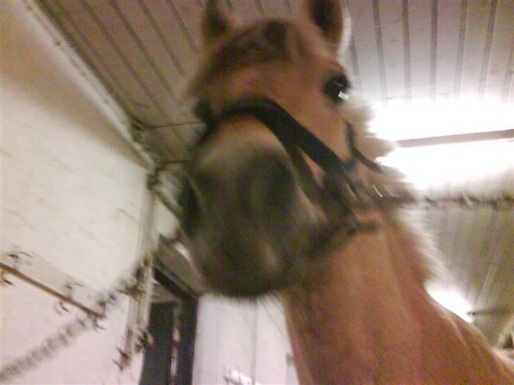 Fjordhest Hamilton *Afleveret* - Hvorfor sidder du nede på gulvet? :D billede 12