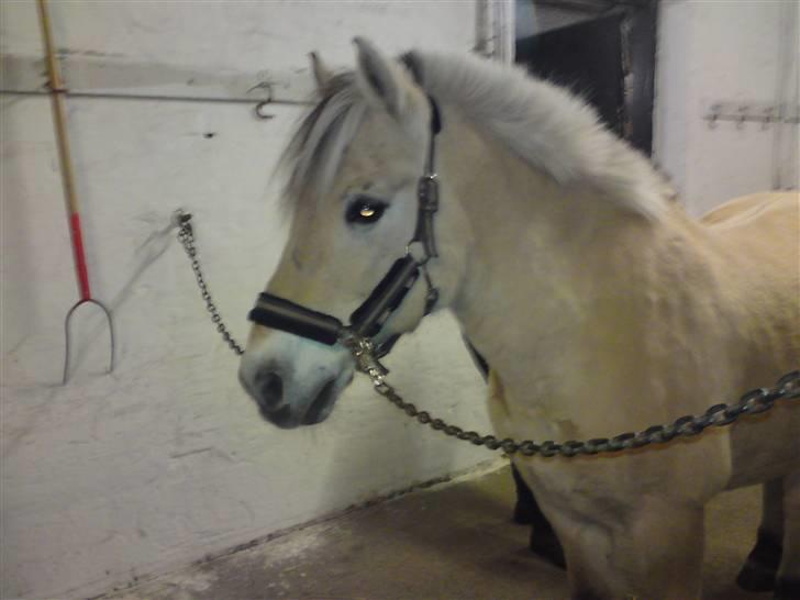 Fjordhest Hamilton *Afleveret* - Seee han er så fin :) billede 13