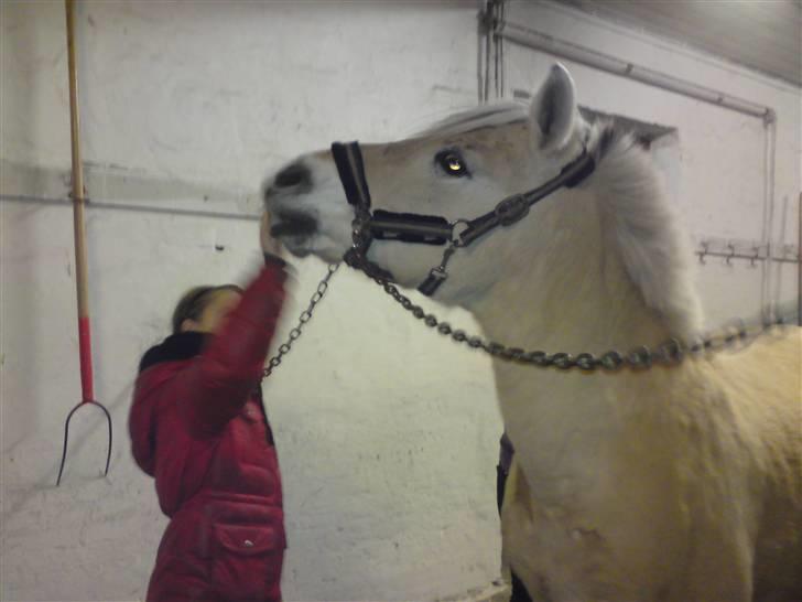 Fjordhest Hamilton *Afleveret* - Andrea og Hamilton fjoller :P billede 14