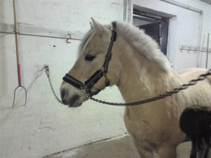 Fjordhest Hamilton *Afleveret* - Look at me mom, im a model :D billede 15