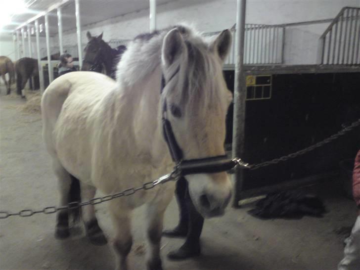 Fjordhest Hamilton *Afleveret* - Jeg er smuk :D billede 16