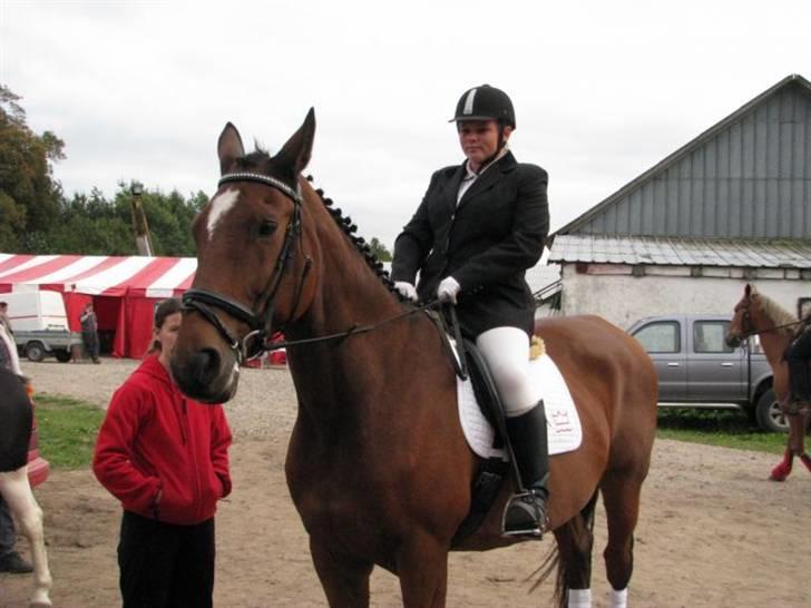 Dansk Varmblod Coleman *HIMMELHEST* billede 17