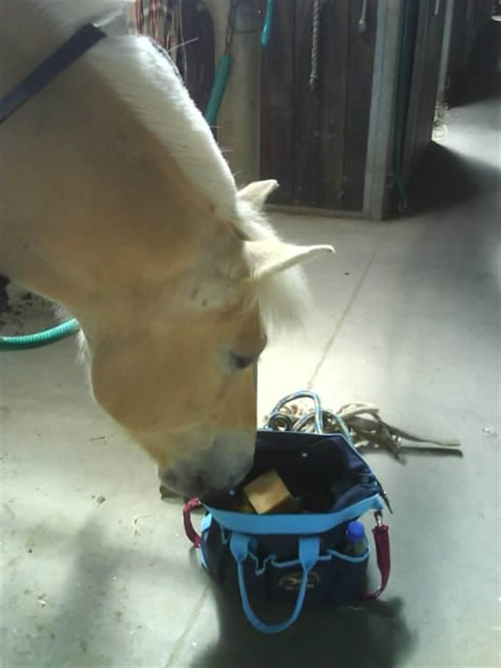 Fjordhest Rask Kongehøj R.I.P. billede 9