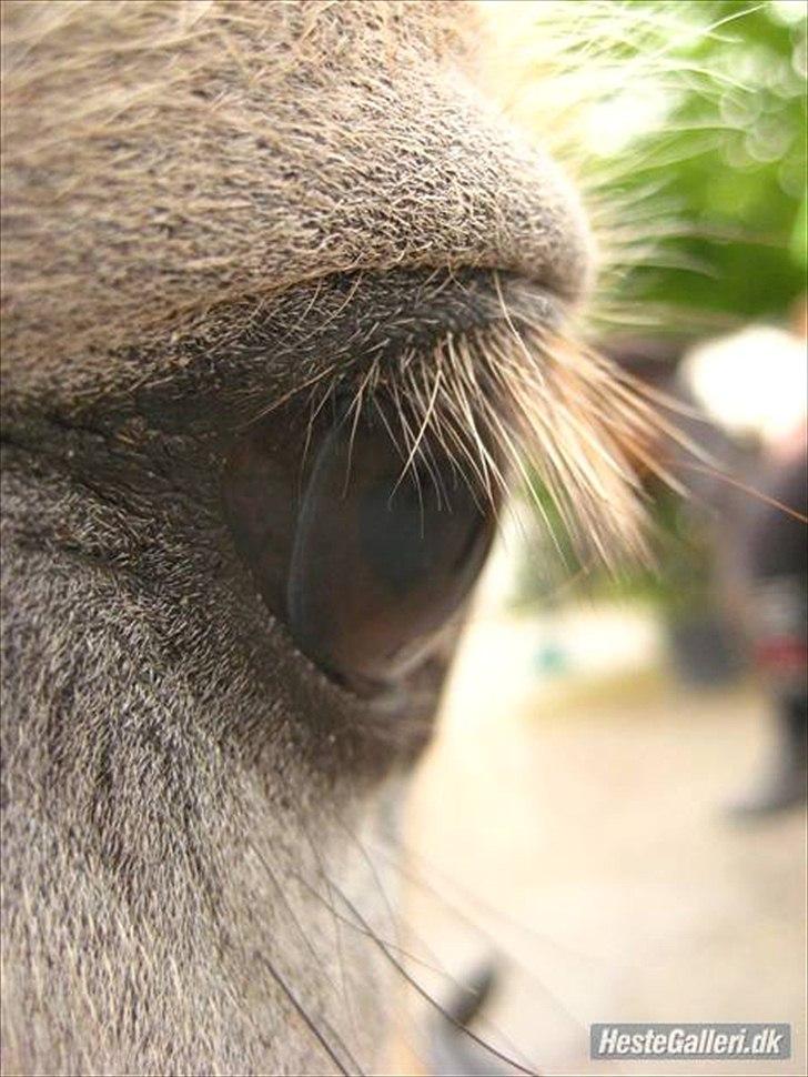 Fjordhest Toftegaardens Maja :)  - *; Smukt øje! :)  billede 4