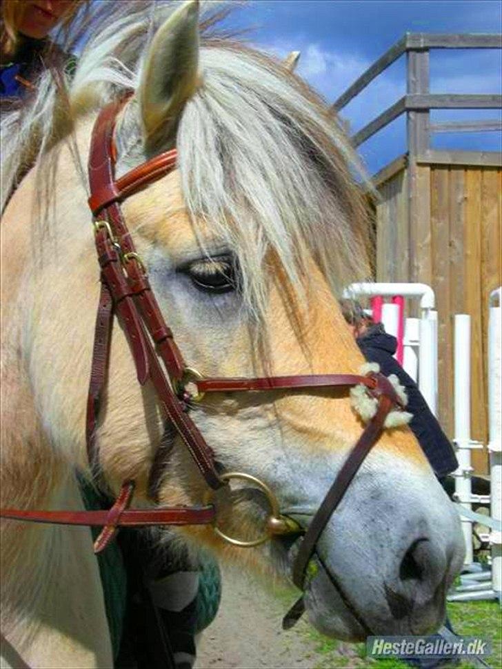 Fjordhest Toftegaardens Maja :)  - En fantastisk pony på banen<3!  billede 5