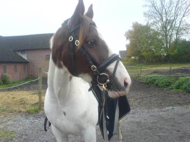 Pinto Chamina * Passede - SOLGT - Smukke Chamina ´ Ved at være klar til ridning :) billede 1