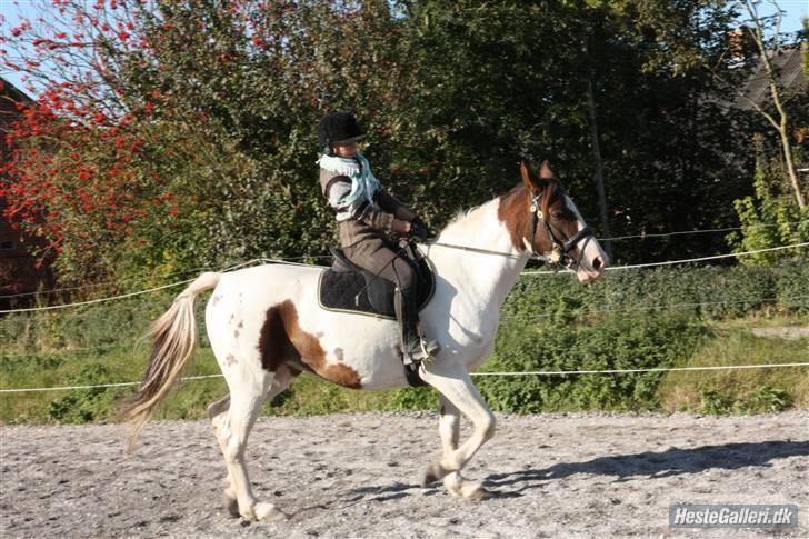 Pinto Chamina * Passede - SOLGT billede 2