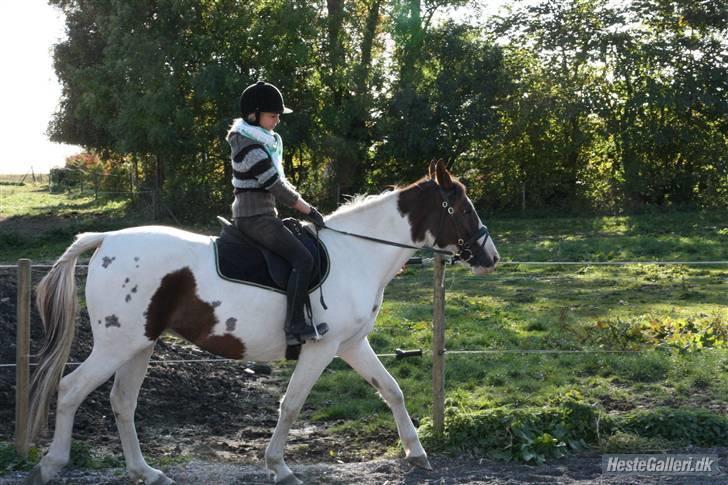 Pinto Chamina * Passede - SOLGT billede 4