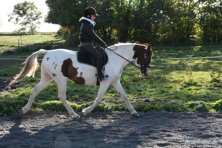 Pinto Chamina * Passede - SOLGT - Sååå fint hun kan gå (: <3 billede 5