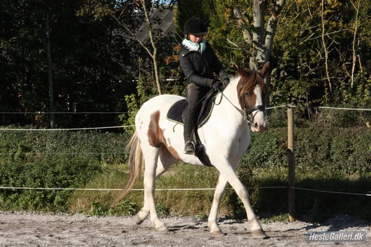 Pinto Chamina * Passede - SOLGT - Elsker dette billede (: <3 billede 6