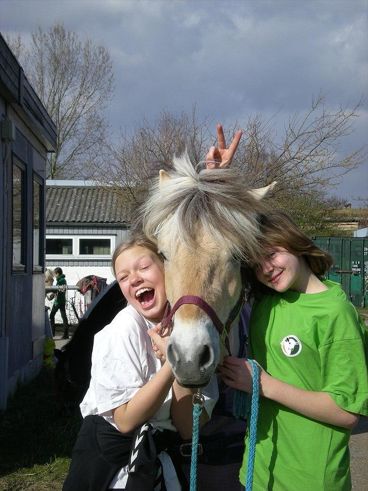 Fjordhest Toftegaardens Maja :)  - Haha´ ABSO - Maja - Emma gir den gas x) haha :p <3 billede 7