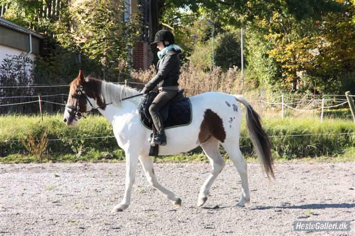 Pinto Chamina * Passede - SOLGT billede 8