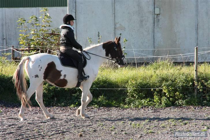 Pinto Chamina * Passede - SOLGT billede 9