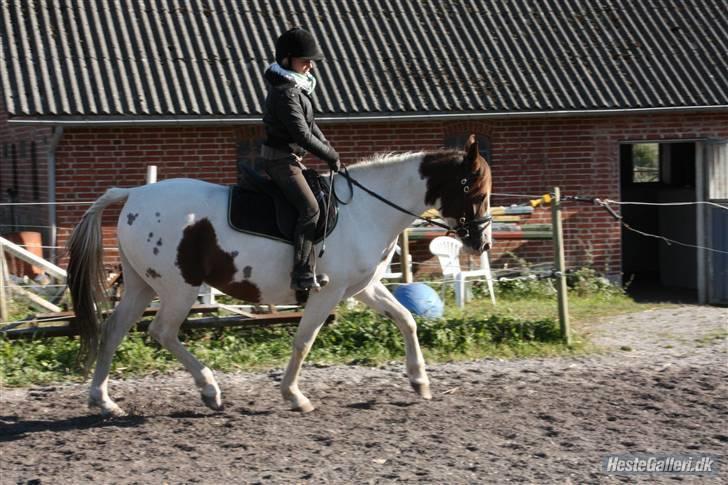 Pinto Chamina * Passede - SOLGT - Ingen er smukkere end Chamina <3 billede 10