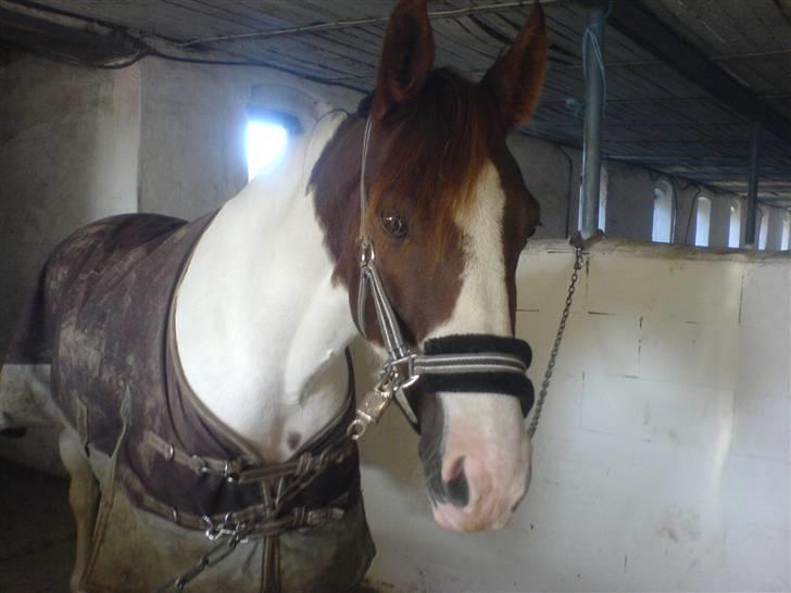 Pinto Chamina * Passede - SOLGT - Chamina den evigt yndige hoppe (: <3 jeg elsker dig Chamina <3 billede 14