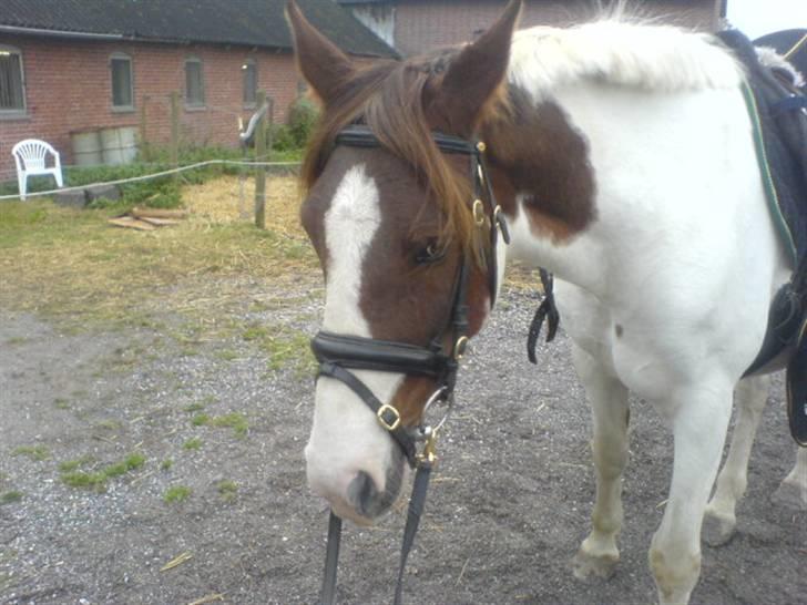 Pinto Chamina * Passede - SOLGT - Lidt træt (: ´ gider ikke lave noget i dag <3 billede 15