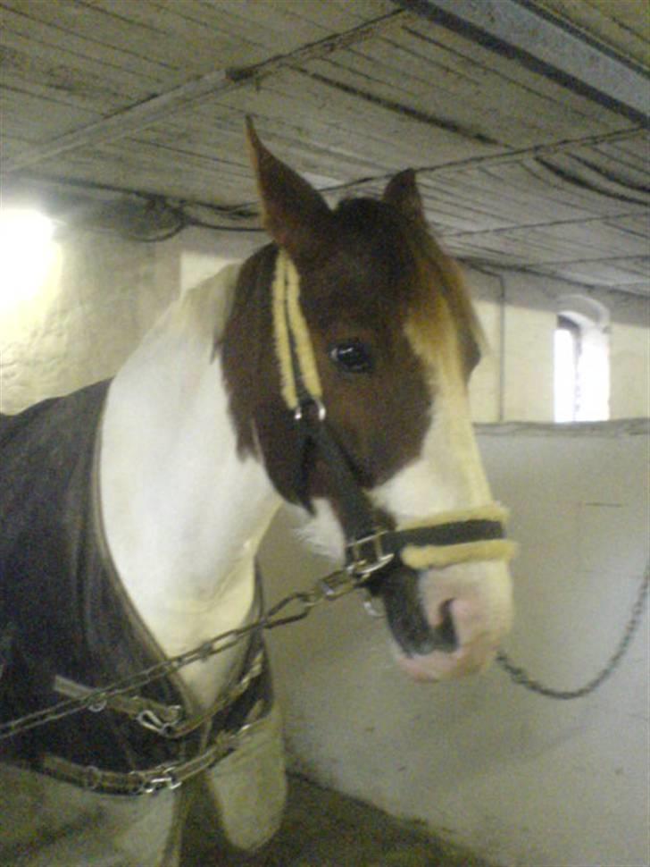 Pinto Chamina * Passede - SOLGT - Hun er så lækker med min grime på (: billede 16