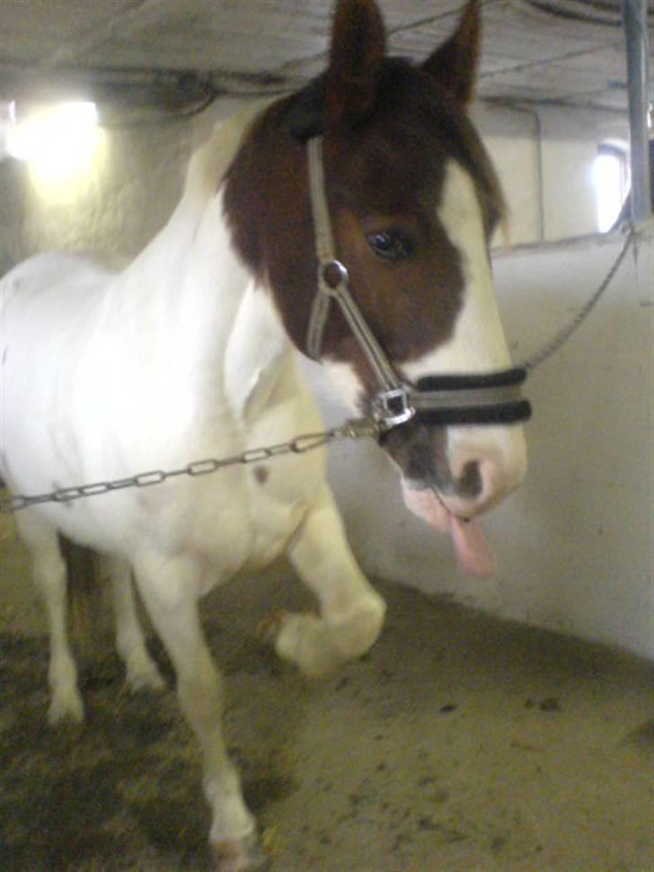 Pinto Chamina * Passede - SOLGT - Vi kan vores tricks (: ´´ mon jeg får én æble mere hvis jeg charmere Line lidt?´´ :) <3<3 billede 17