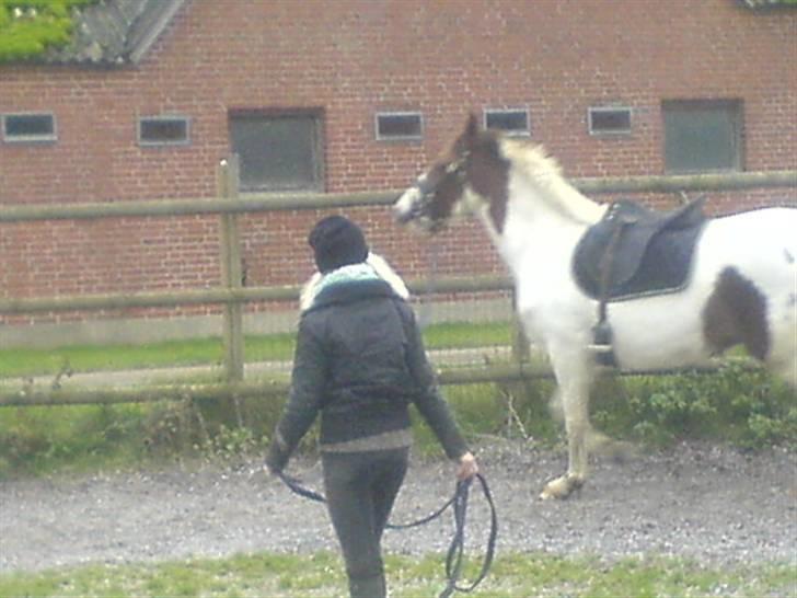 Pinto Chamina * Passede - SOLGT - Mig der er igang med at longere Chamina skatten   (: <3 billede 18
